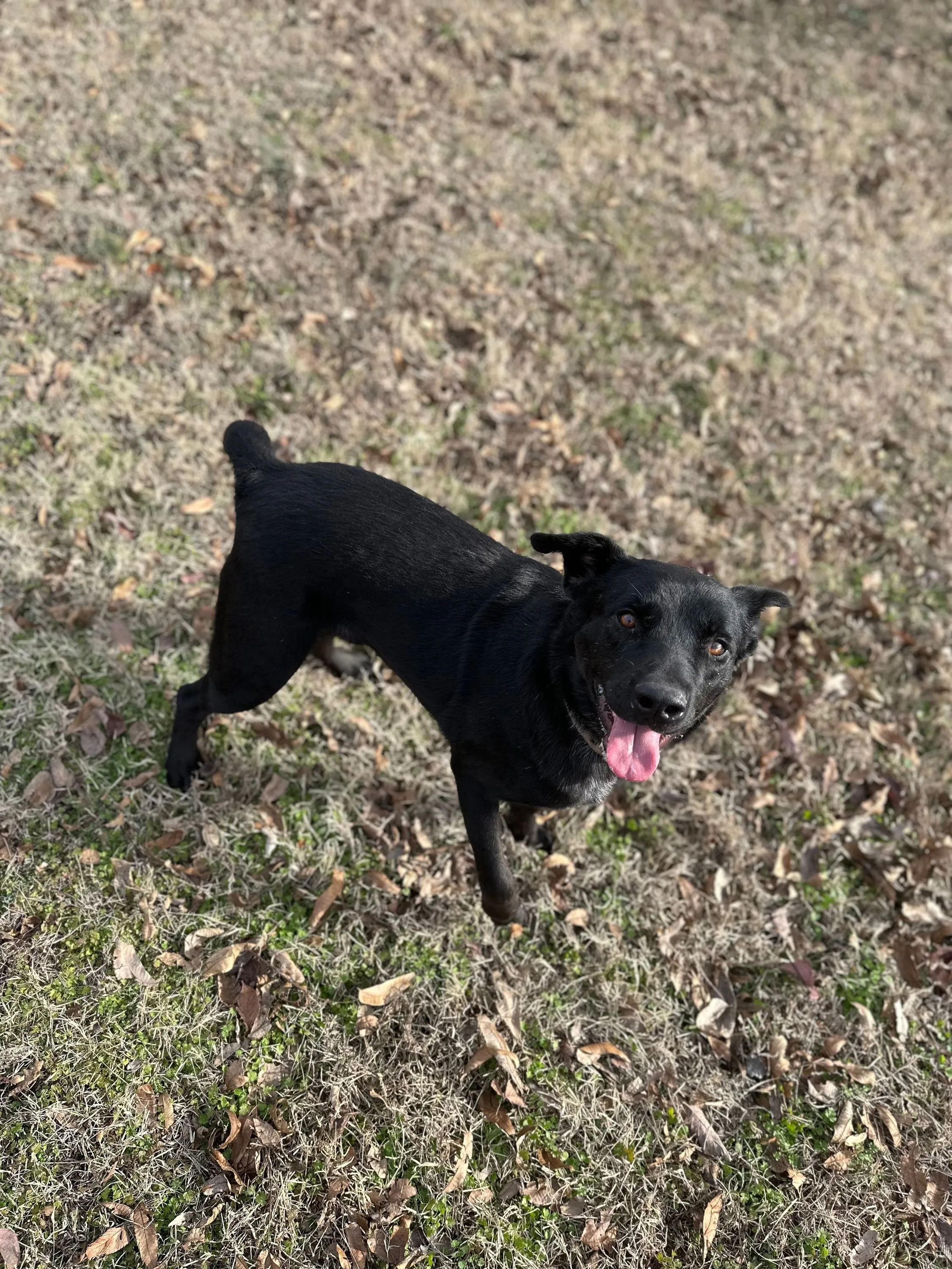 NEA Veterinary Clinic Veterinarian in Corning, AR